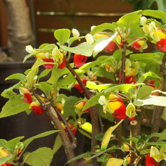Promesse de Fleurs - Impatiens niamniamensis rouge et jaune - Impatience de Zanzibar Godet de 7/8 cm