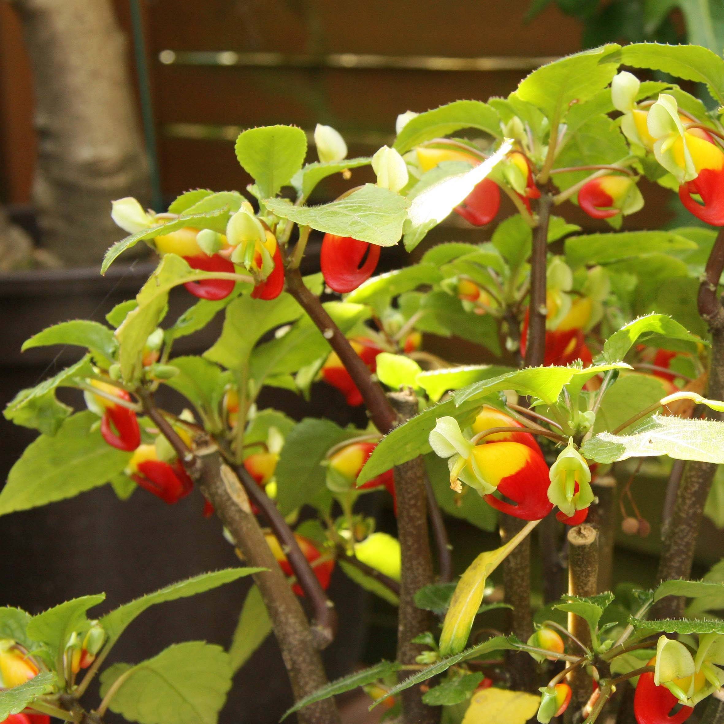 Promesse de Fleurs - Impatiens niamniamensis rouge et jaune - Impatience de Zanzibar Godet de 7/8 cm