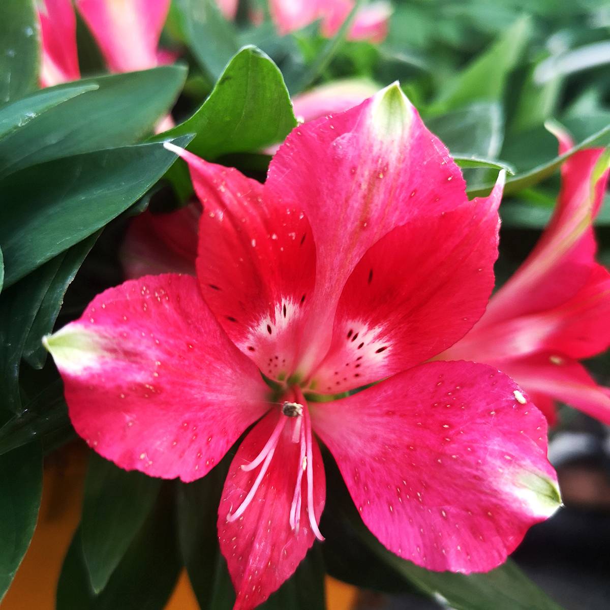 Promesse de Fleurs - Alstroemère naine Pitchounes Lily Rose - Lys des Incas Pot de 1L/1,5L