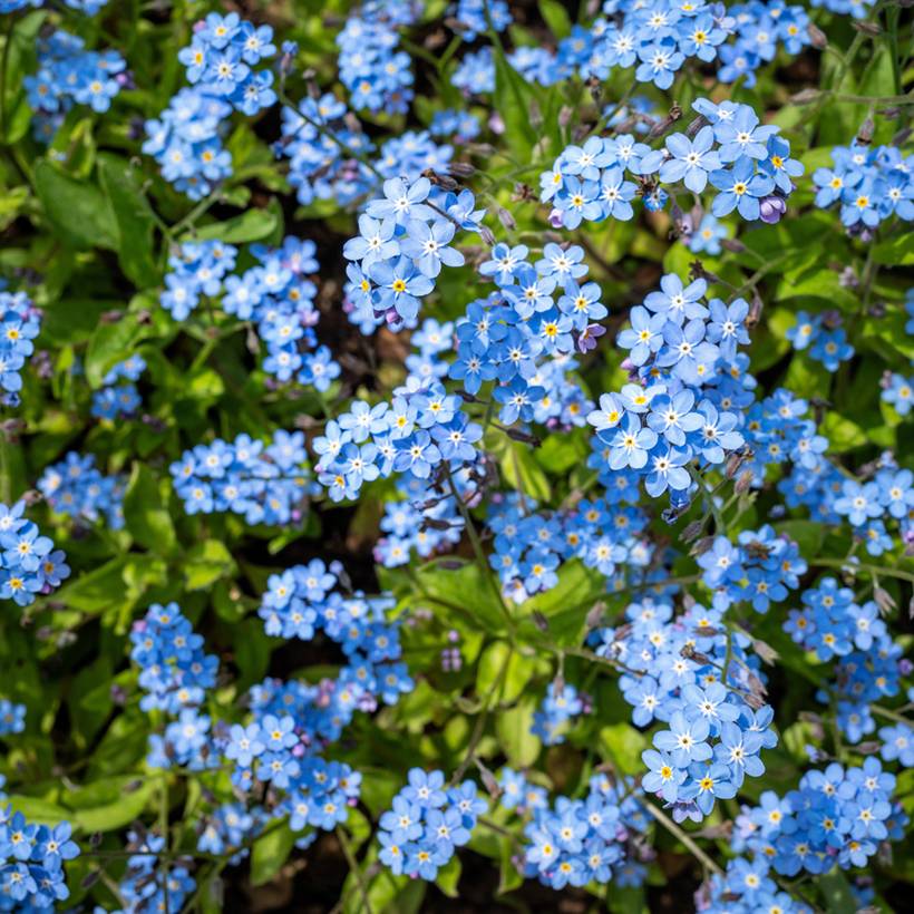 Graines de Myosotis des forêts Indigo Compacta - Myosotis sylvatica le sachet de 700 graines environ (0,5g)