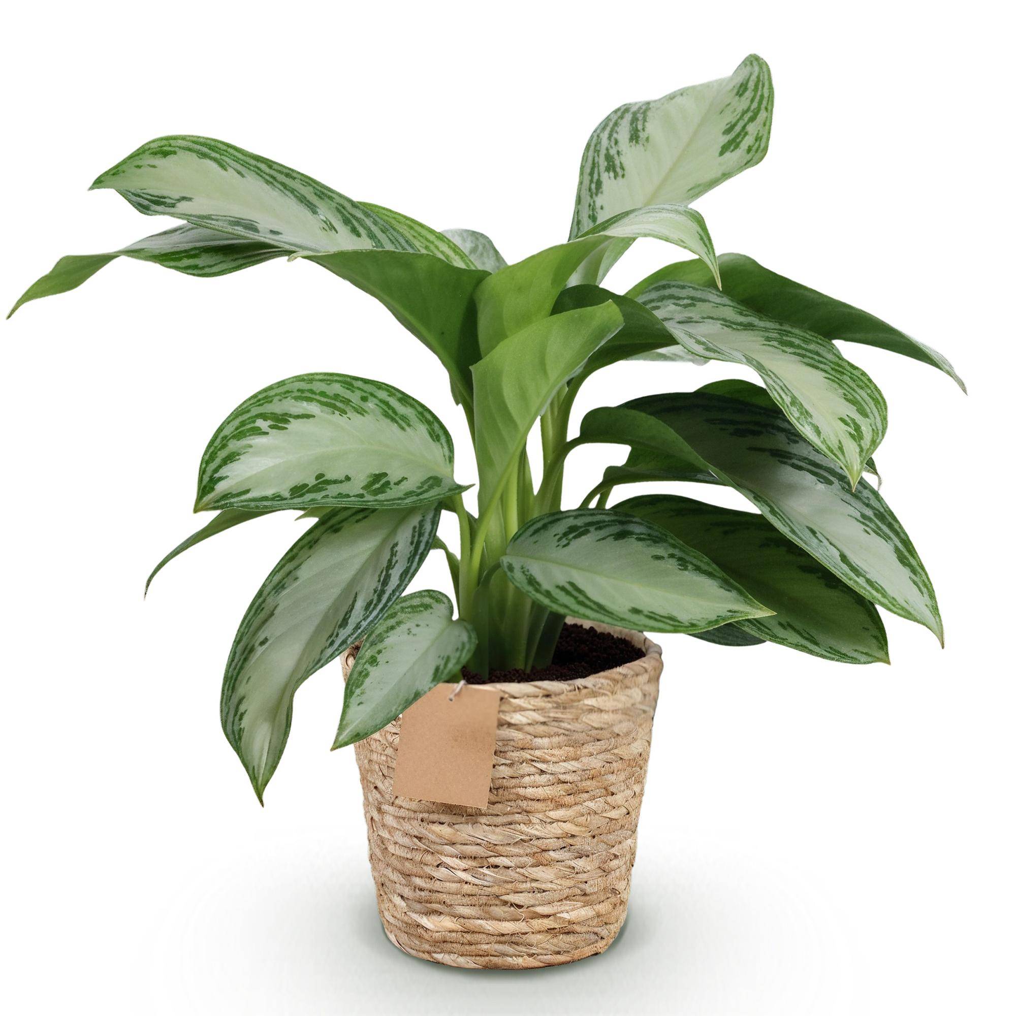Aglaonema Silver Bay - Pot de 17cm - Hauteur 70-75cm - Panier - Plantes d'intérieur - Image 2