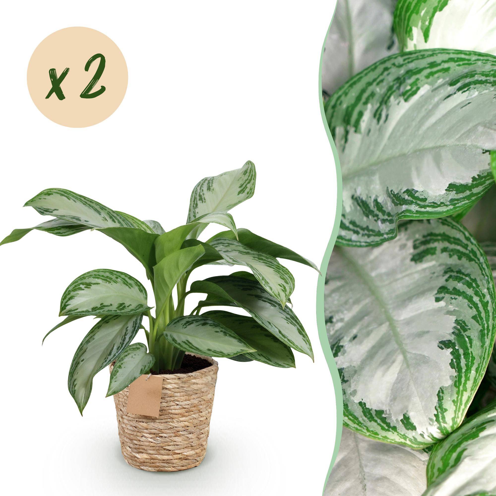 Aglaonema Silver Bay - Pot de 17cm - Hauteur 70-75cm - Panier - Plantes d'intérieur - Image 7