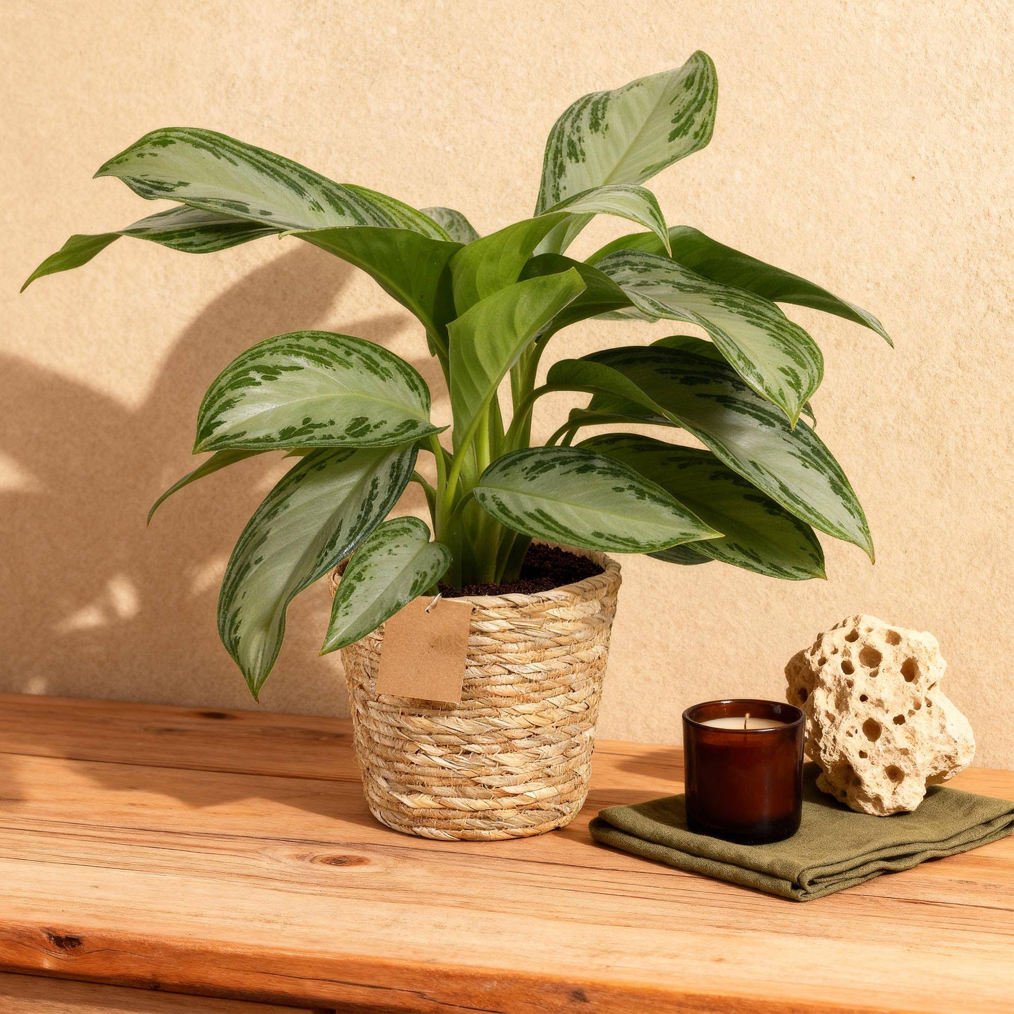 Aglaonema Silver Bay - Pot de 17cm - Hauteur 70-75cm - Panier - Plantes d'intérieur - Image 4