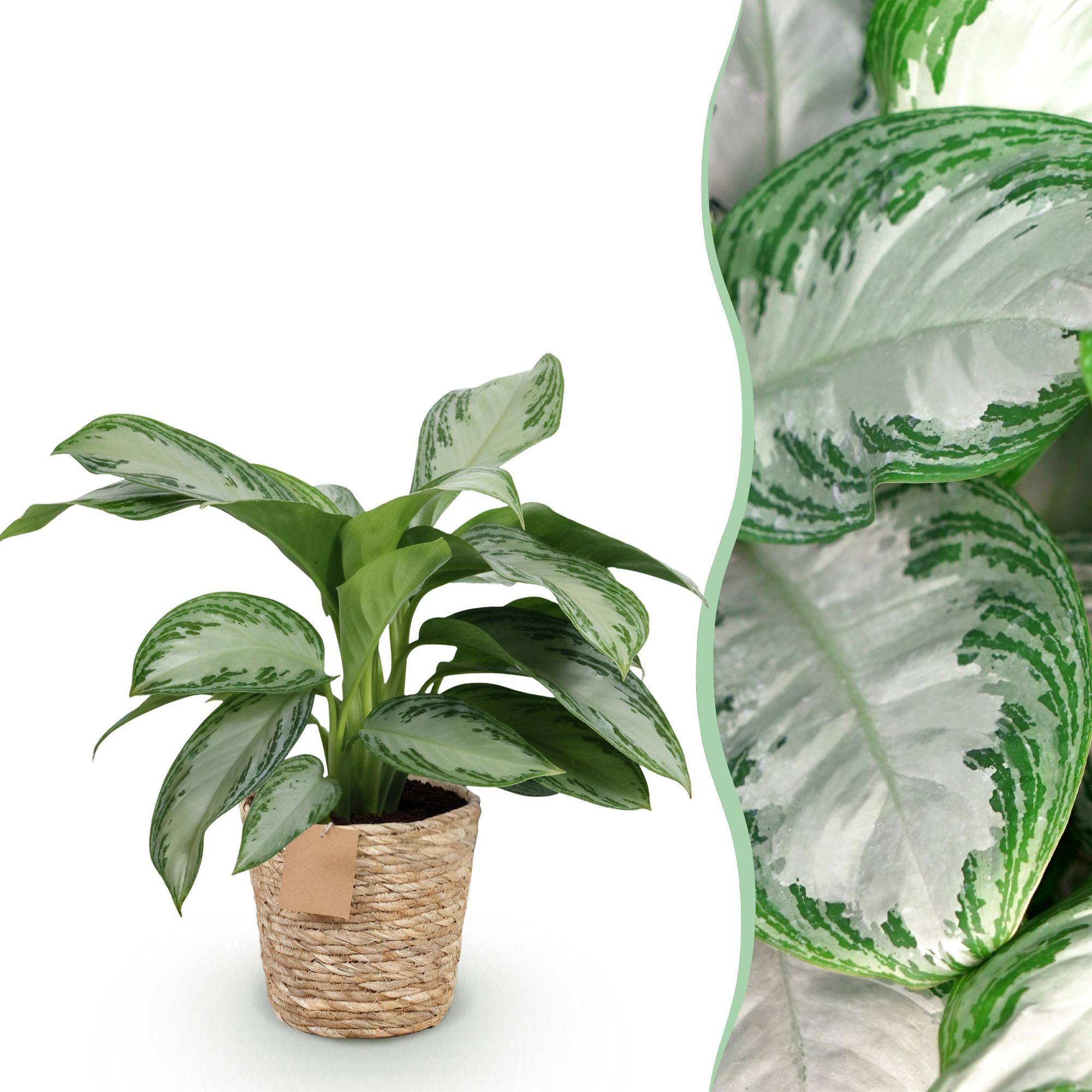 Aglaonema Silver Bay - Pot de 17cm - Hauteur 70-75cm - Panier - Plantes d'intérieur - Image 1
