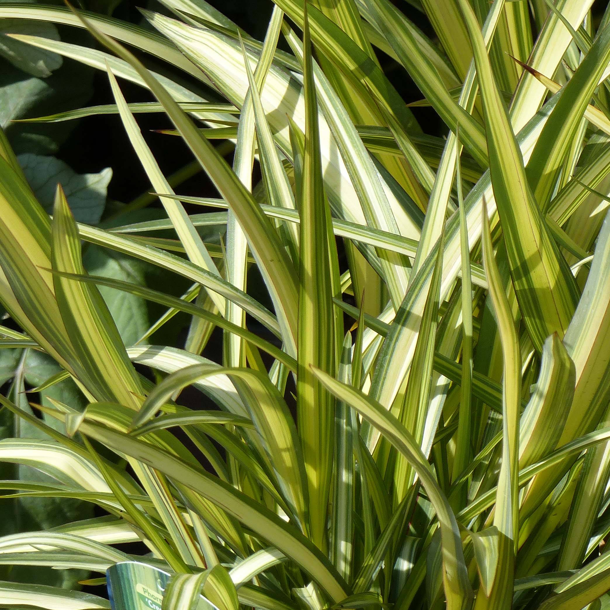 Promesse de Fleurs - Phormium Cream Delight - Lin des montagnes. Pot de 4L/5L