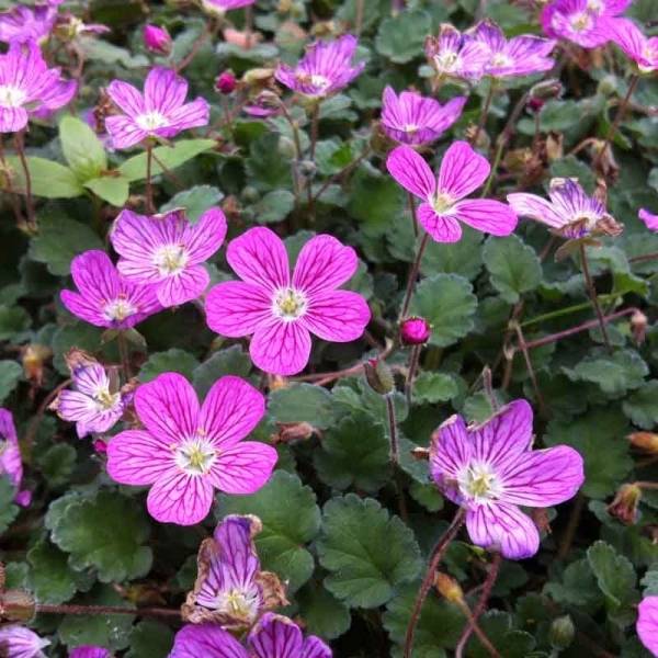 Erodium variabile Bishop's Form Pot de 2L/3L