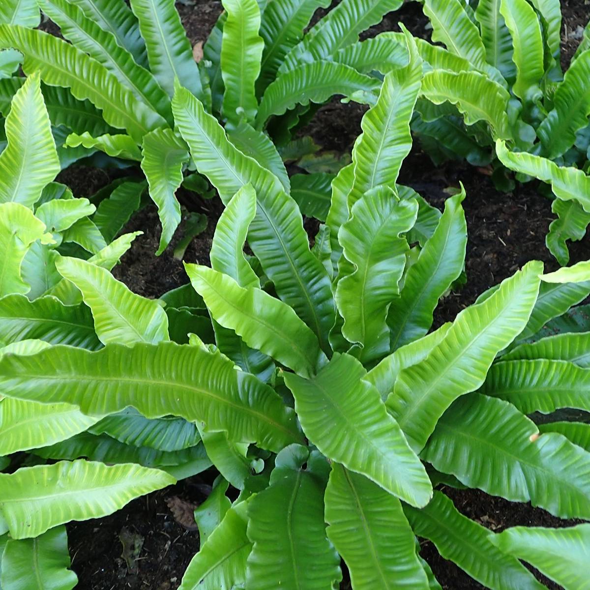 Promesse de Fleurs - Asplenium scolopendrium Angustifolia - Fougère scolopendre Godet de 8/9 cm