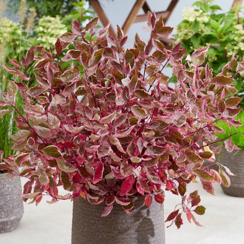 Cornouiller blanc Miracle® 'Verpaalen2', Cornus à fleurs Blanche - feuillage Caduc - Pot de 4L - 40/60 cm-  hauteur à maturité De 1,50 m à 2,00 m - Image 1