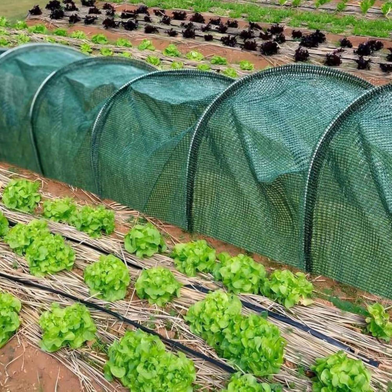 Filet d'ombrage pour Tunnel de Jardin 3 m Vert foncé - IntiMeg - Image 6