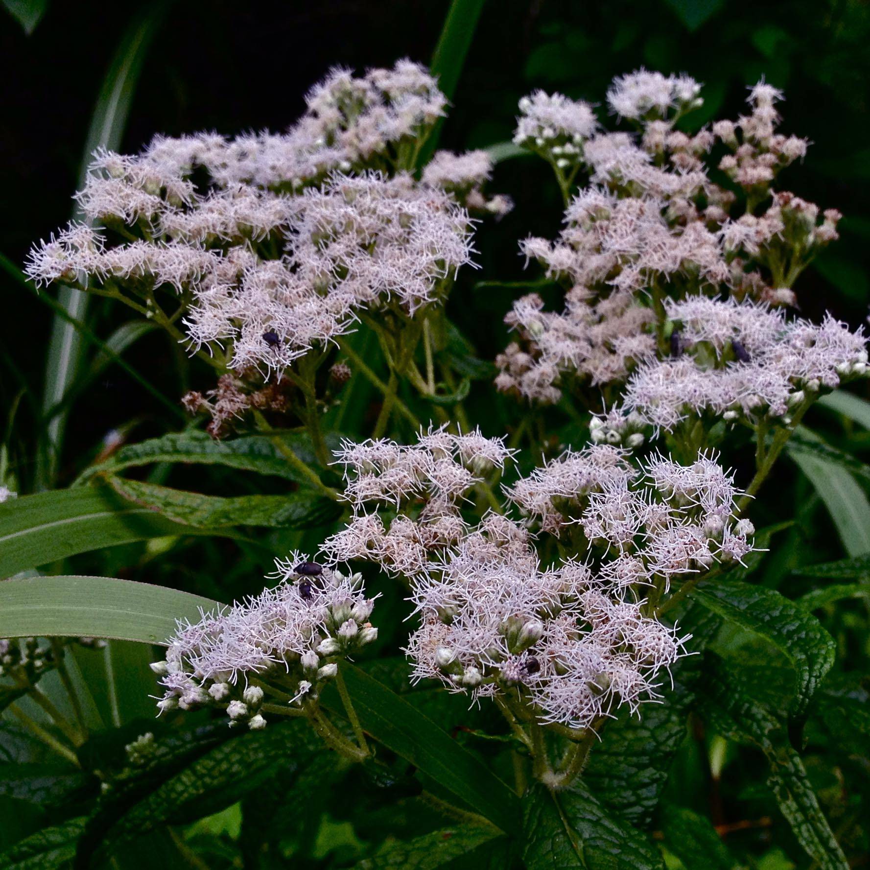 Promesse de Fleurs - Eupatorium perfoliatum - Eupatoire perfoliée Godet de 8/9 cm