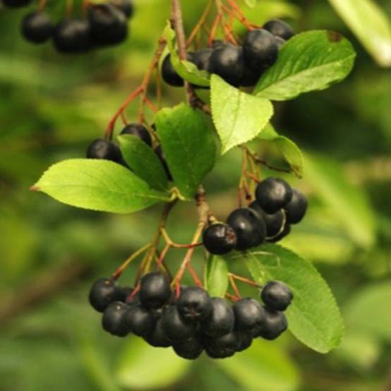 Aronie à gros fruits 'Nero' (Aronia prunifolia 'Nero') - Godet 9cm - Pépinières Naudet - Image 1
