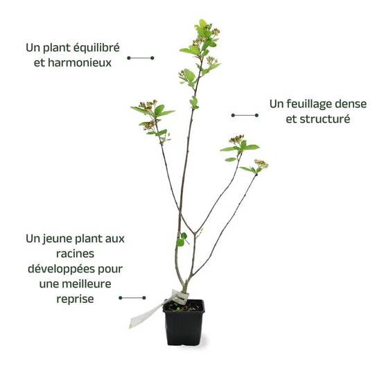 Aronie à gros fruits 'Nero' (Aronia prunifolia 'Nero') - Godet 9cm - Pépinières Naudet - Image 3