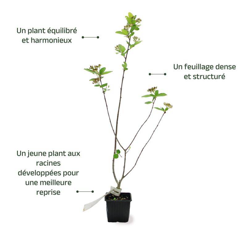 Aronie à gros fruits 'Nero' (Aronia prunifolia 'Nero') - Godet 9cm - Pépinières Naudet - Image 3