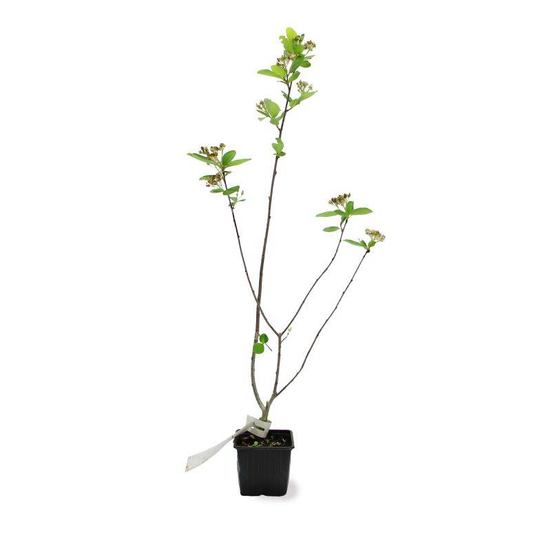 Aronie à gros fruits 'Nero' (Aronia prunifolia 'Nero') - Godet 9cm - Pépinières Naudet - Image 2