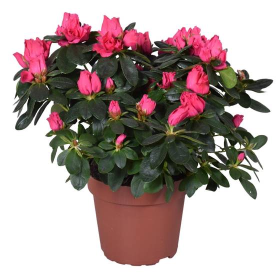 Azalée rose vintage - plante d'extérieur fleurie- La Green Touch
