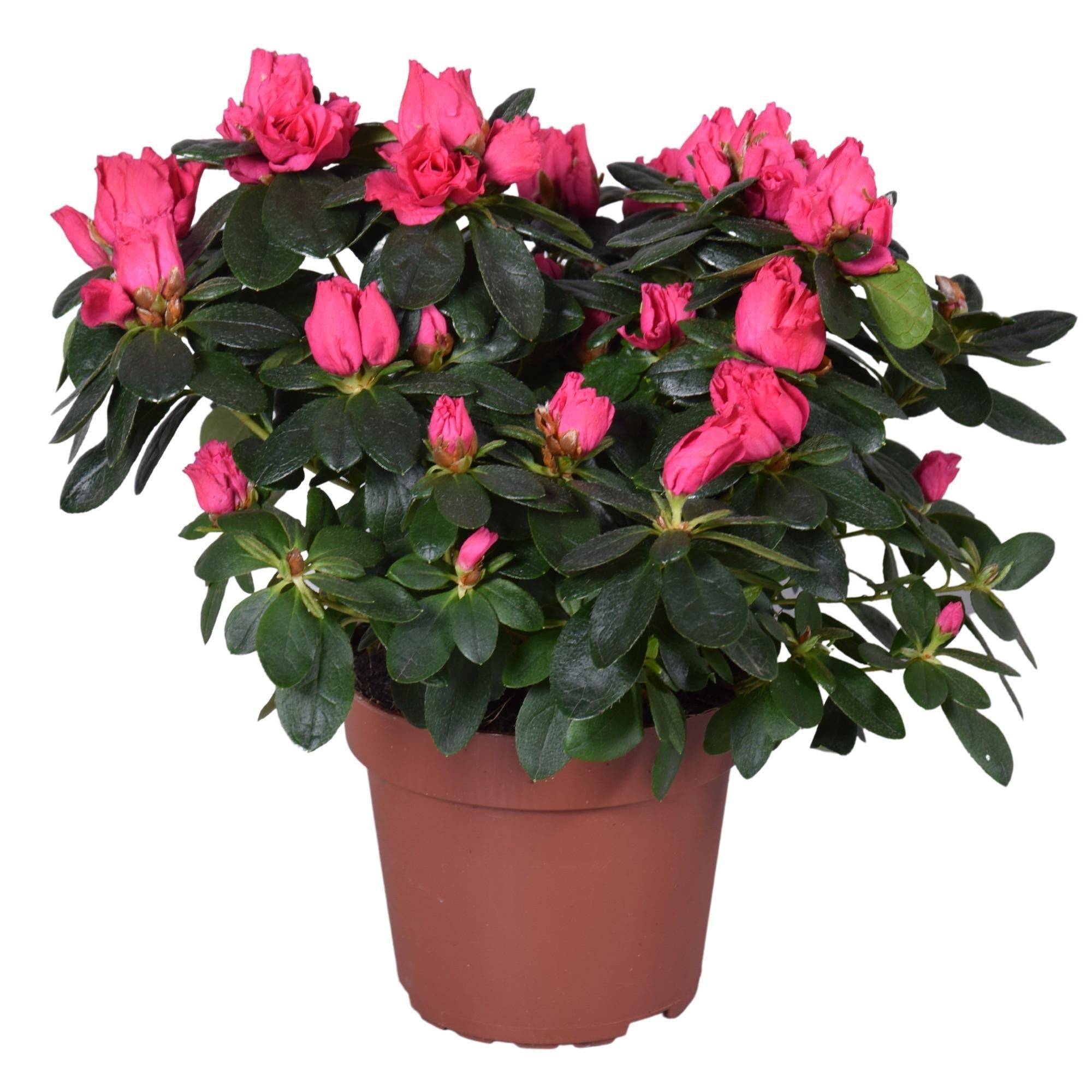 Azalée rose vintage - plante d'extérieur fleurie- La Green Touch