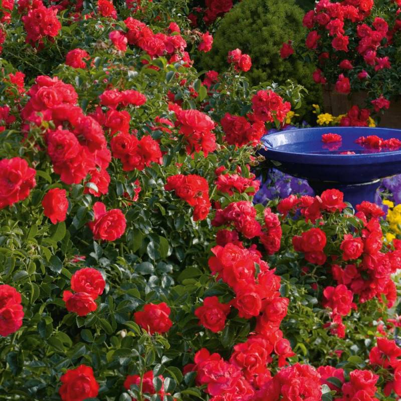 Rosier paysager Decorosier® Kadora® 'Noa 83100 b' à fleurs Rouge/ - feuillage Caduc - Pot de 5L - 40/60 cm - Image 4