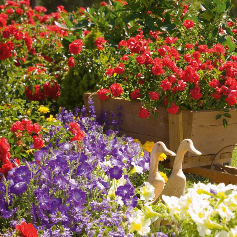 Rosier paysager Decorosier® Kadora® 'Noa 83100 b' à fleurs Rouge/ - feuillage Caduc - Pot de 5L - 40/60 cm - Image 3