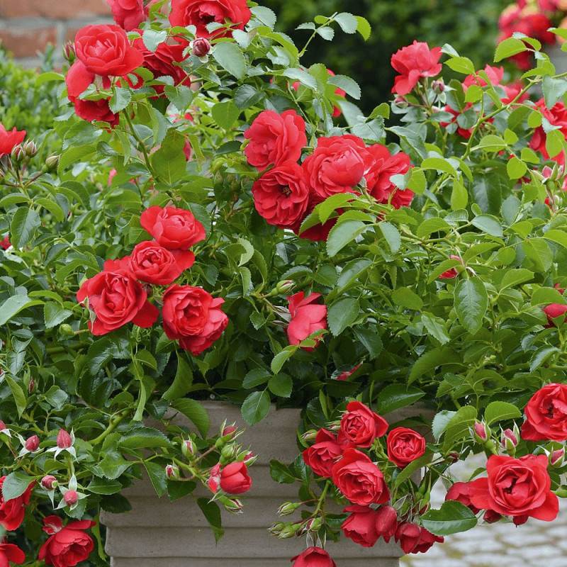 Rosier arbustif Decorosier® Kadora® 'Noa 83100 b' à fleurs Rouge - feuillage Caduc - Pot de 5L - 40/60 cm-  hauteur à maturité De 0,50 m à 1,00 m - Image 2