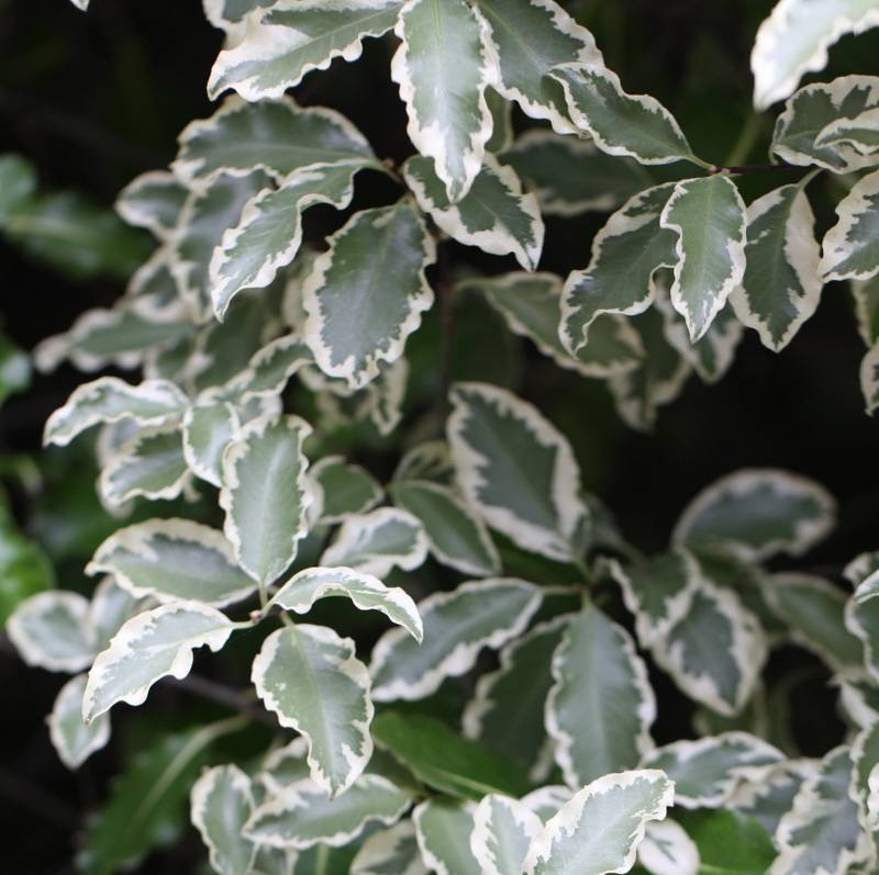 Pittosporum tenuifolium Elisabeth Pot de 2L/3L