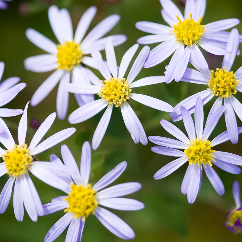 Promesse de Fleurs - Aster ageratoides Adustus Nanus - Aster nain d'été Godet de 8/9 cm