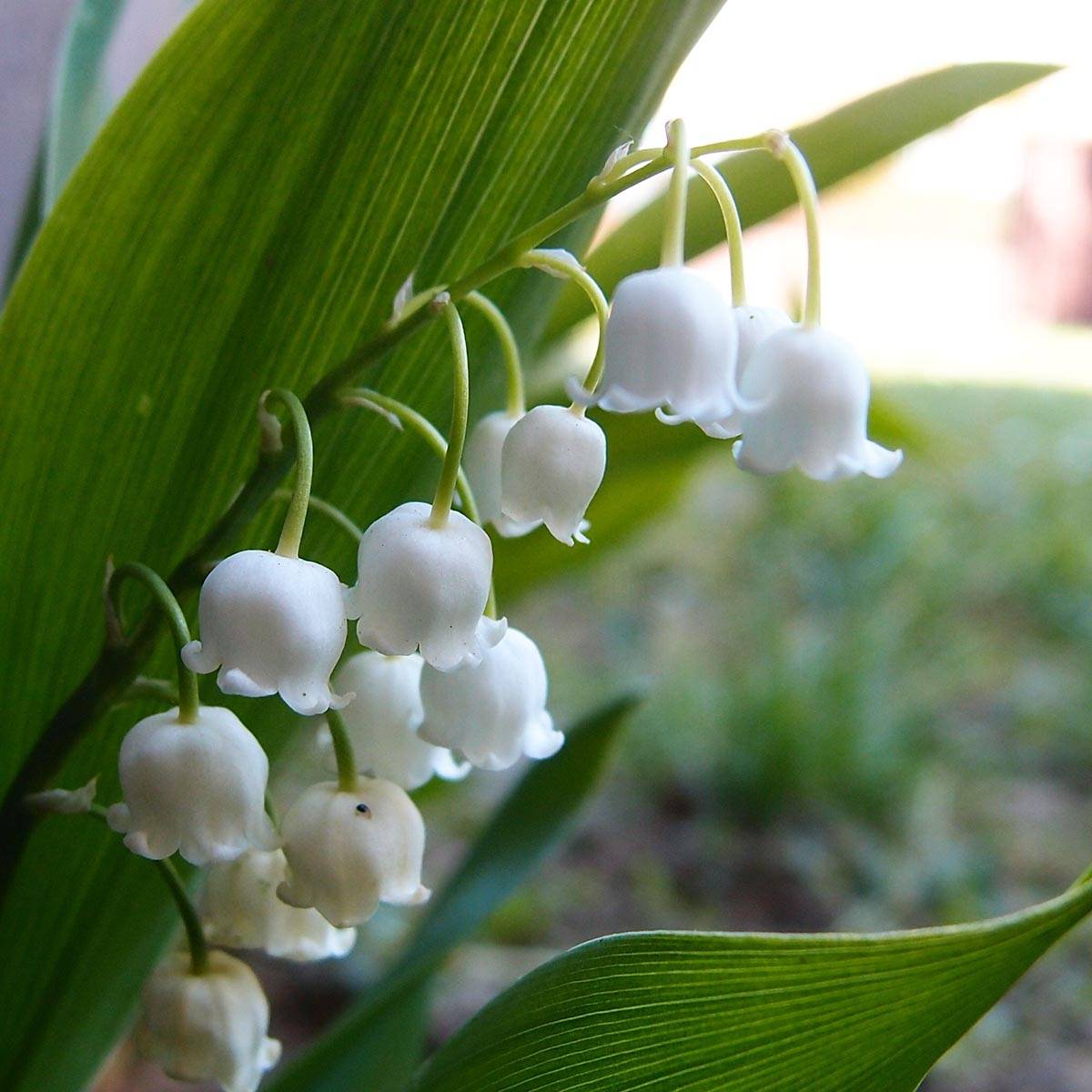 Promesse de Fleurs - Muguet à bouquets - Convallaria majalis Doreen Godet de 8/9 cm