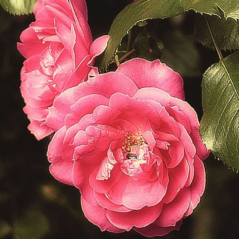Rosier grimpant Pompon de Paris à fleurs Rose - feuillage Caduc - Pot de 3L - Echelle bambou 60/120 cm-  hauteur à maturité De 1,50 m à 2,00 m - Image 1