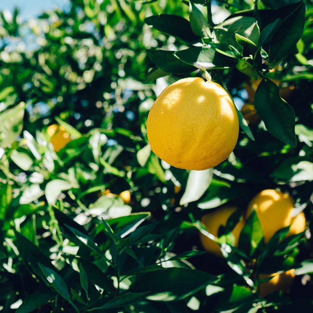 Citronnier 4 Saisons, Citrus - Bon rendement - Pot de 5L - 40/60 cm - De 2,00 m à 2,50 m - Image 1