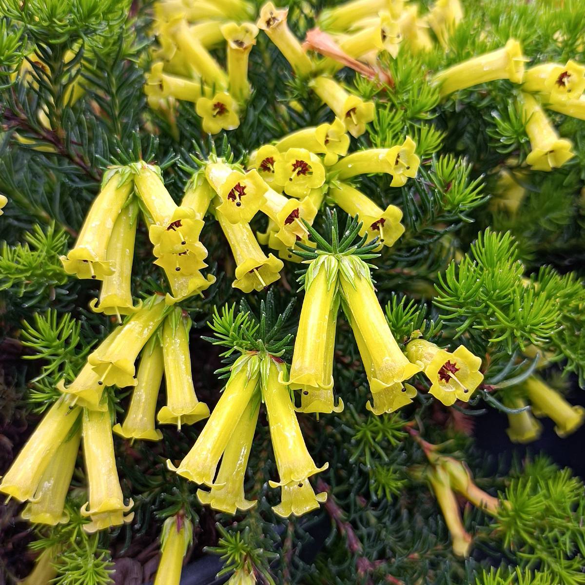 Promesse de Fleurs - Bruyère arbustive Limoncello - Erica nana Pot de 4L/5L