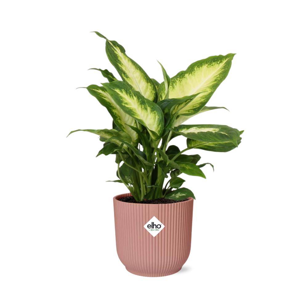Dieffenbachia 'Camilla' 14cm Rose - H35cm