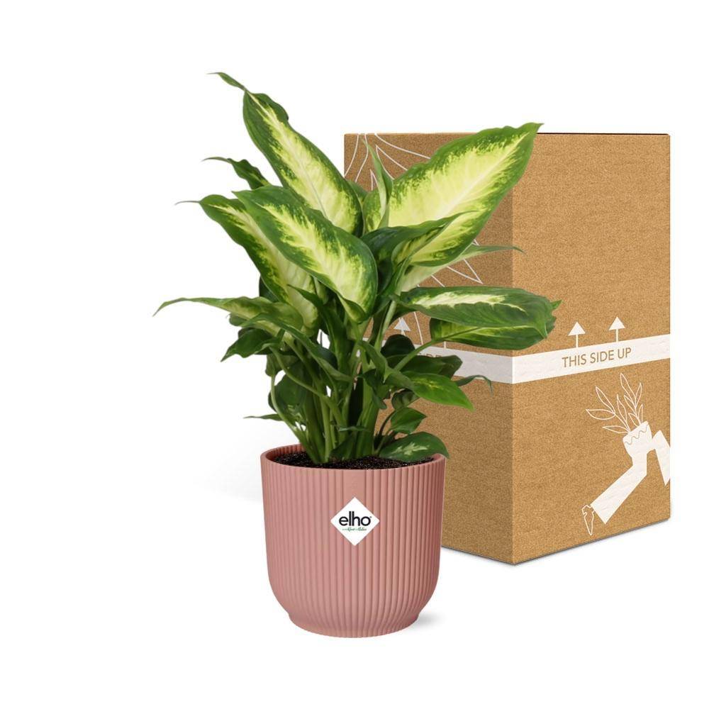 Dieffenbachia 'Camilla' 14cm Rose - H35cm - Image 5