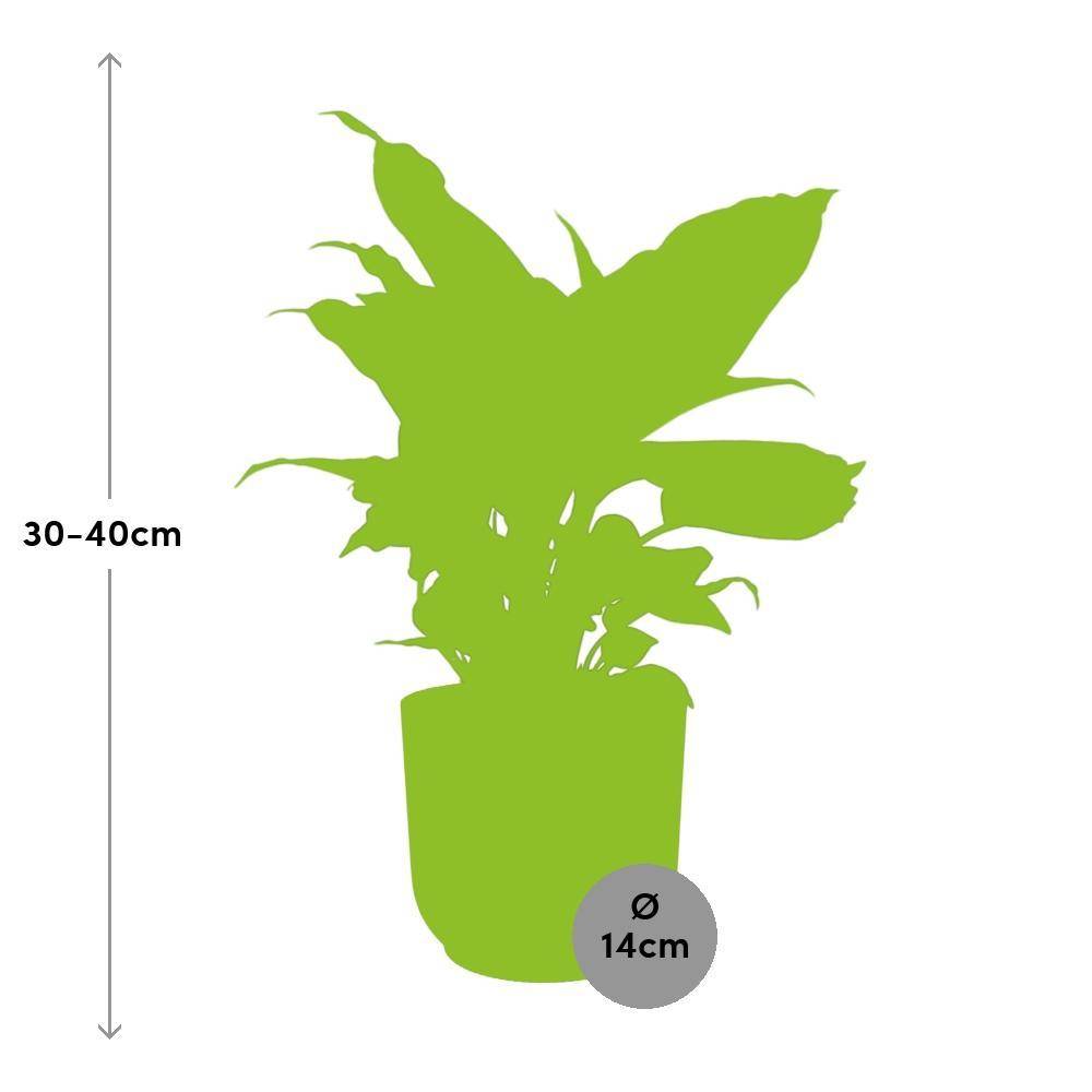 Dieffenbachia 'Camilla' 14cm Rose - H35cm - Image 3