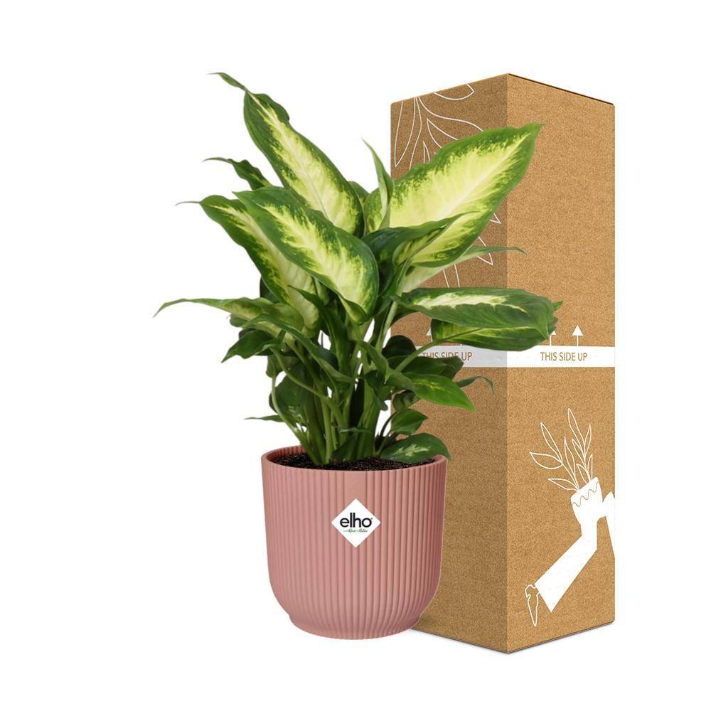 Dieffenbachia 'Camilla' 14cm Rose - H35cm - Image 4