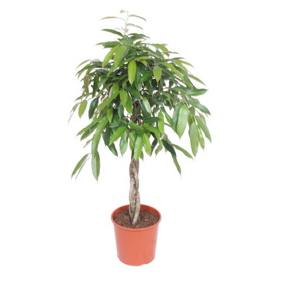 La Green Touch - Ficus Amstel King Tronc Tressé - D30 H140cm