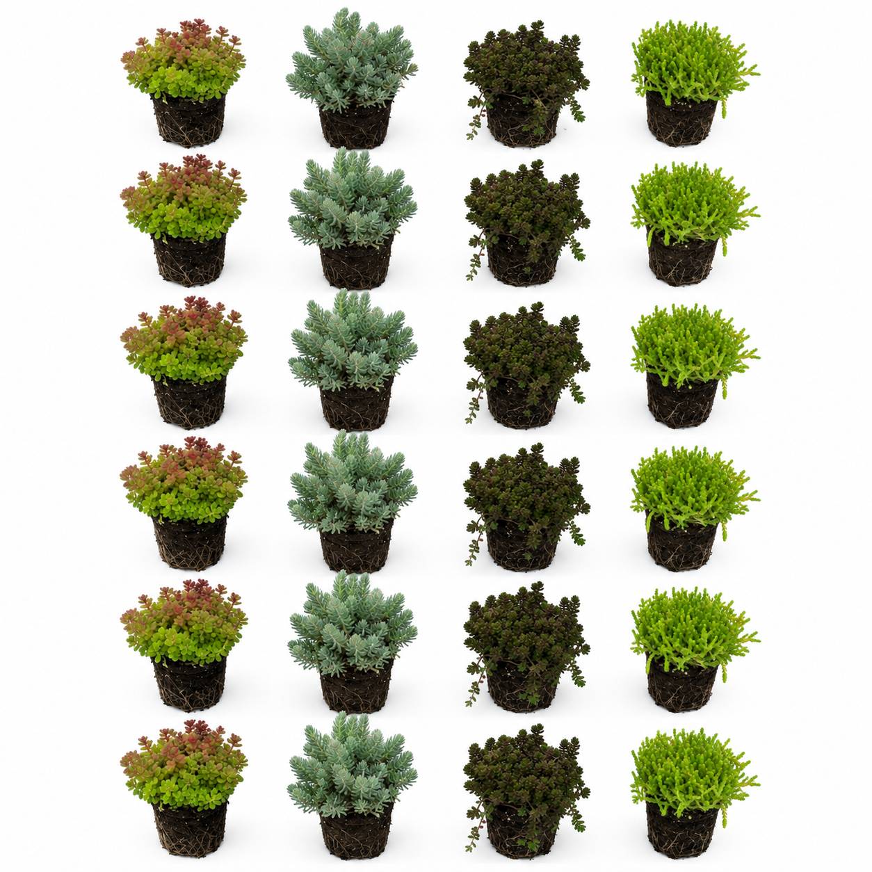 Sedum orpin 24 plantes - mix plantes rocaille bord de bassin - rustique - Image 1