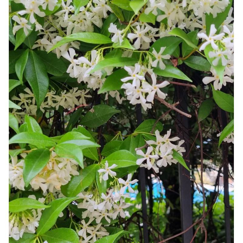 Jasmin étoilé à fleurs Blanche - feuillage Persistant - Pot de 2L - Tuteur bambou 60/90 cm-  hauteur à maturité De 3,00 m à 5,00 m - Image 2