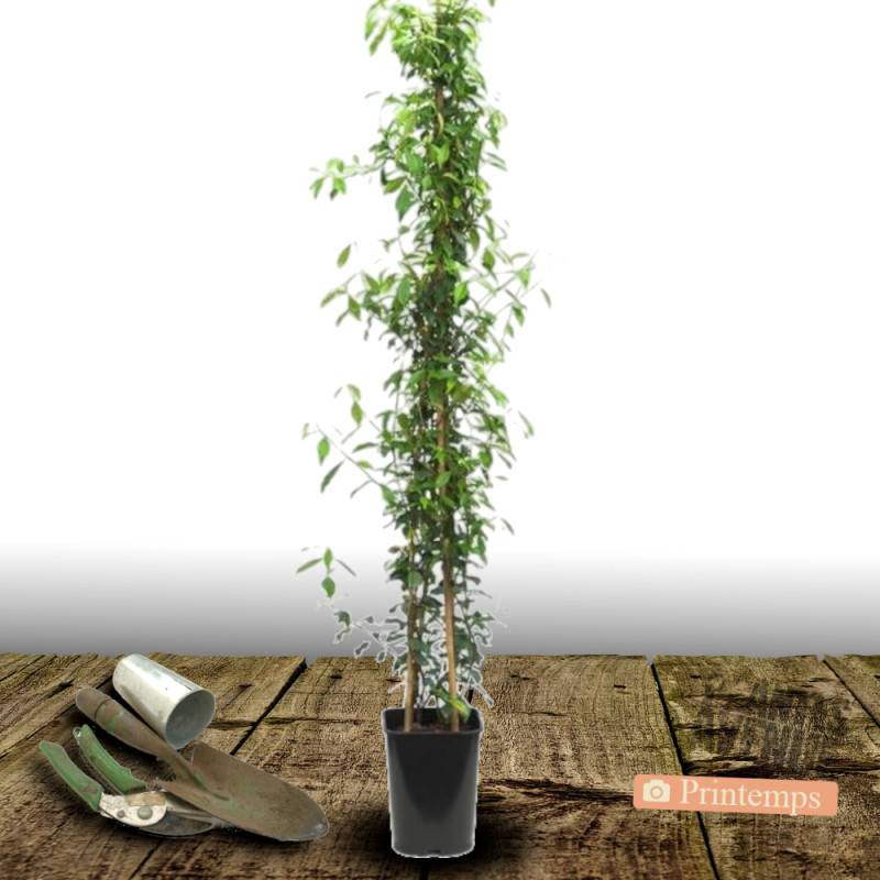 Jasmin étoilé à fleurs Blanche - feuillage Persistant - Pot de 2L - Tuteur bambou 60/90 cm-  hauteur à maturité De 3,00 m à 5,00 m - Image 10