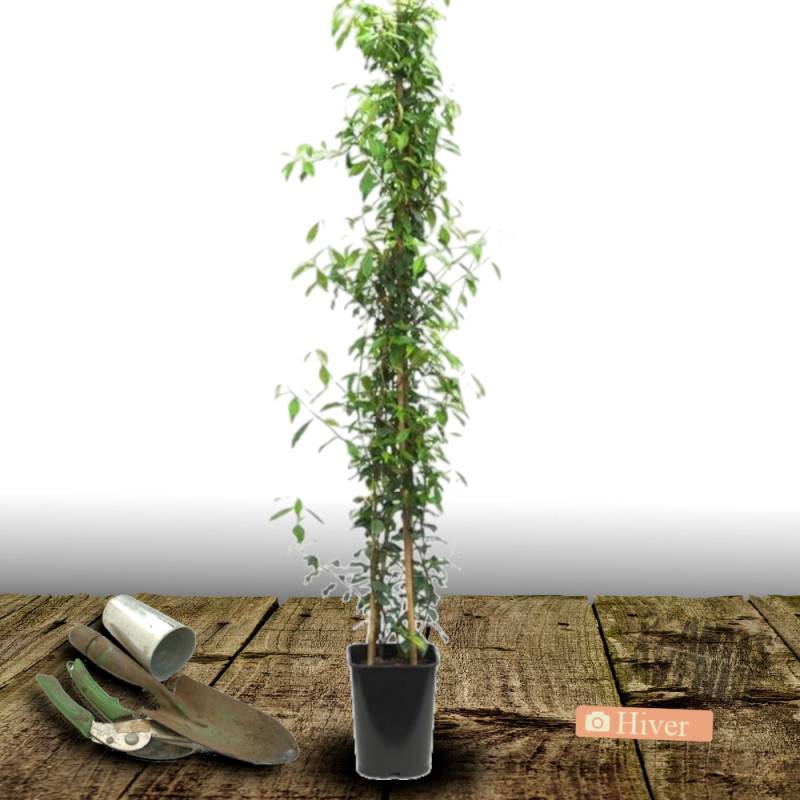 Jasmin étoilé à fleurs Blanche - feuillage Persistant - Pot de 2L - Tuteur bambou 60/90 cm-  hauteur à maturité De 3,00 m à 5,00 m - Image 9