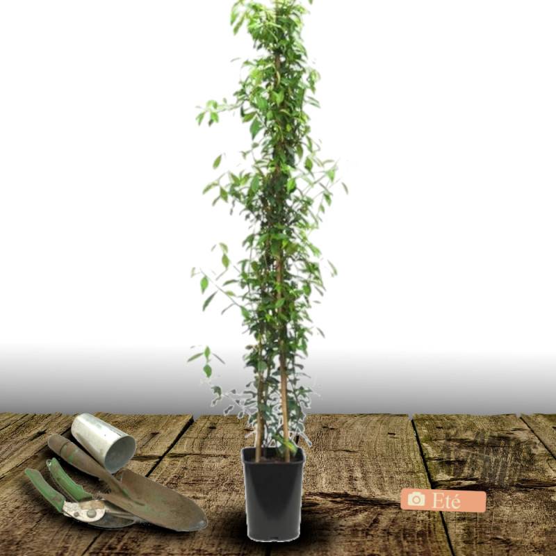 Jasmin étoilé à fleurs Blanche - feuillage Persistant - Pot de 2L - Tuteur bambou 60/90 cm-  hauteur à maturité De 3,00 m à 5,00 m - Image 8