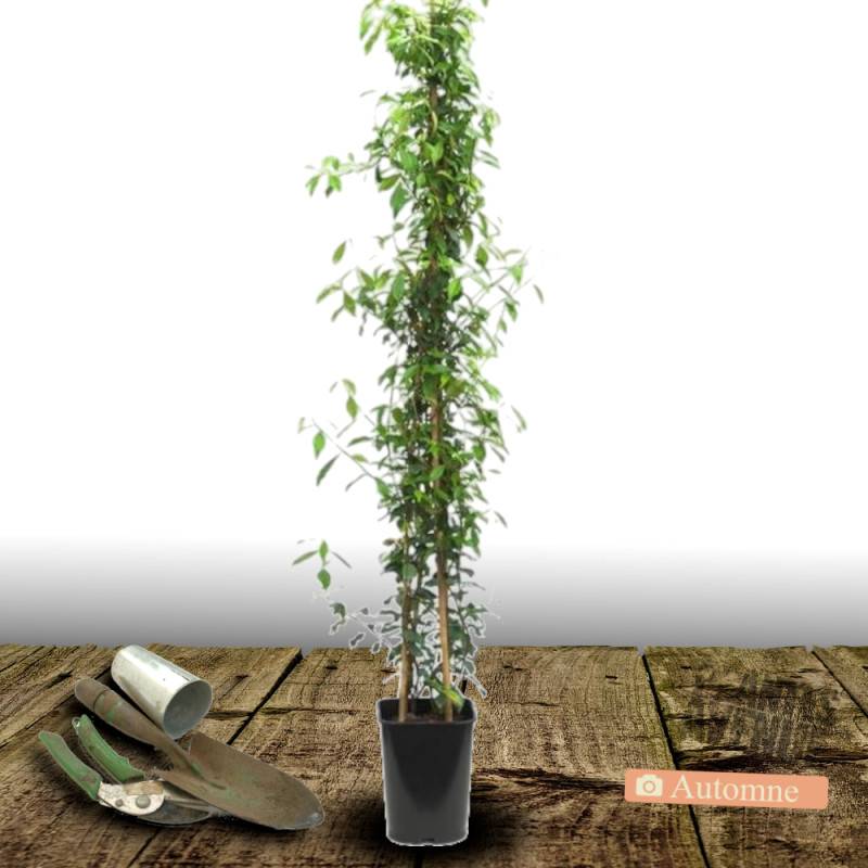 Jasmin étoilé à fleurs Blanche - feuillage Persistant - Pot de 2L - Tuteur bambou 60/90 cm-  hauteur à maturité De 3,00 m à 5,00 m - Image 7