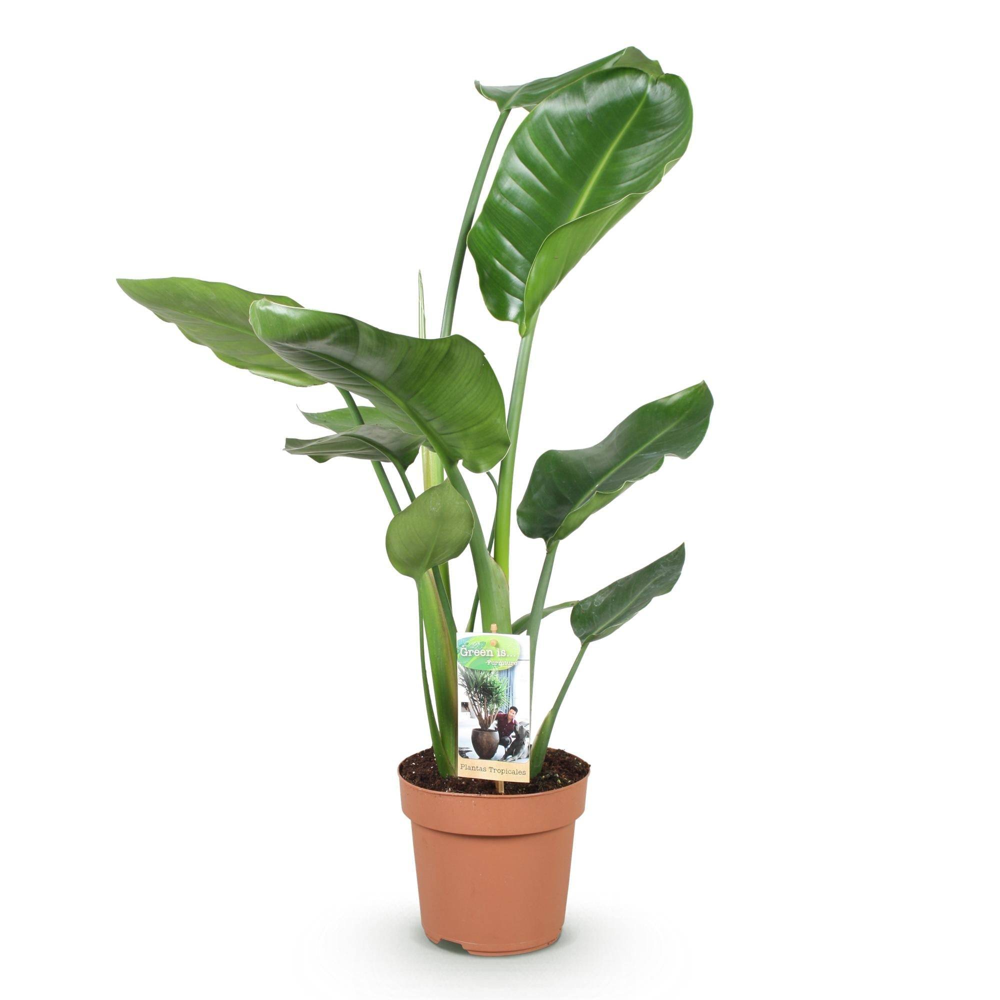 Strelitzia Nicolai - D17 H90cm - Image 3