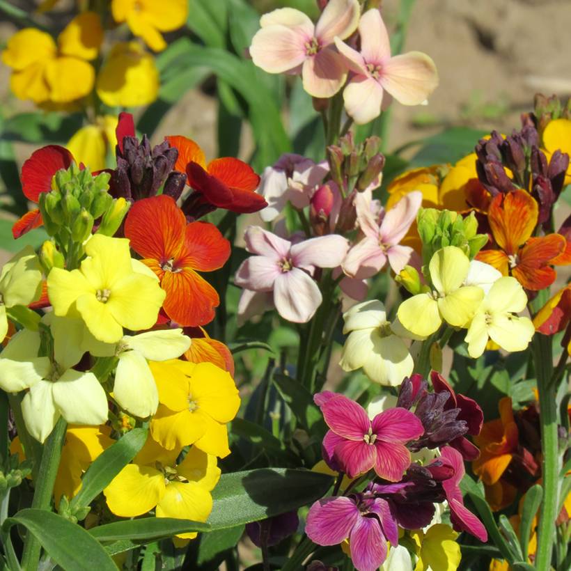 Graines de Giroflée ravenelle Sugar Rush F1 - Erysimum ou Cheiranthus cheirii le sachet de 20 graines environ