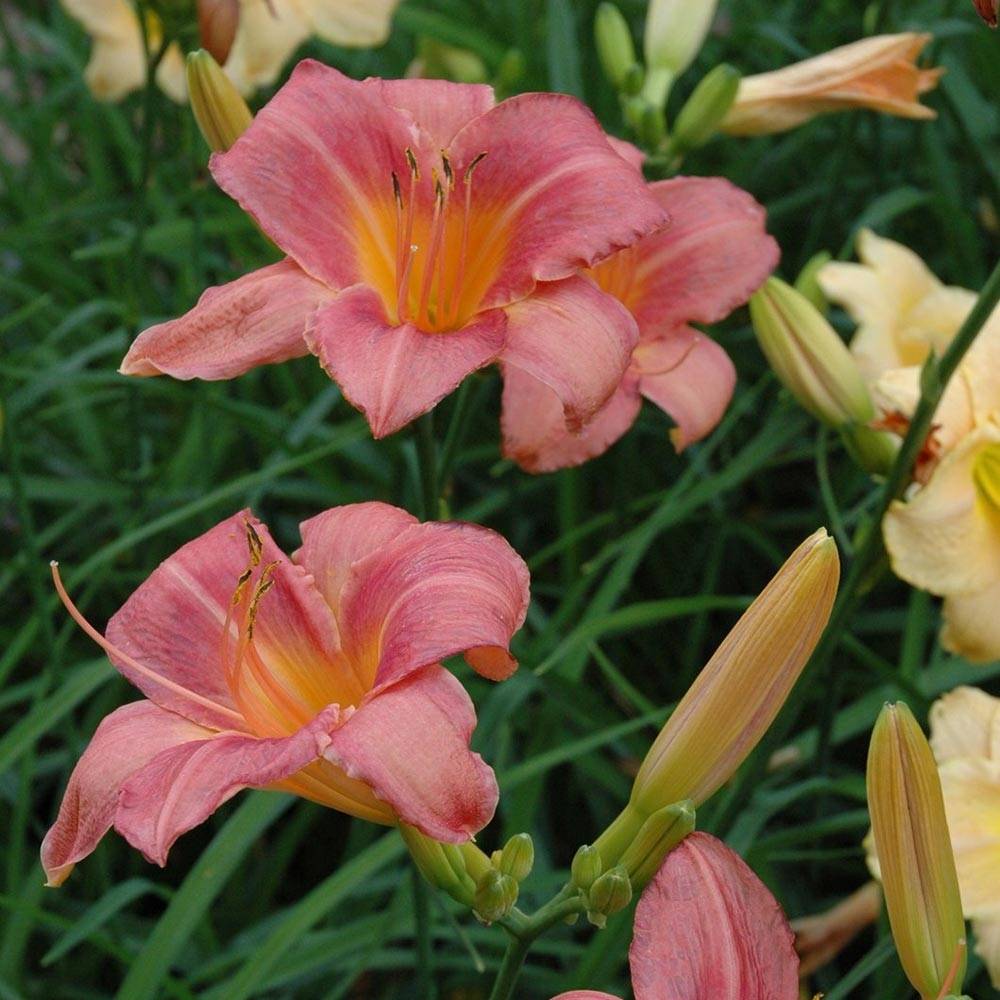 Promesse de Fleurs - Hémérocalle Strawberry Swirl - Lis d'un jour Godet de 8/9 cm