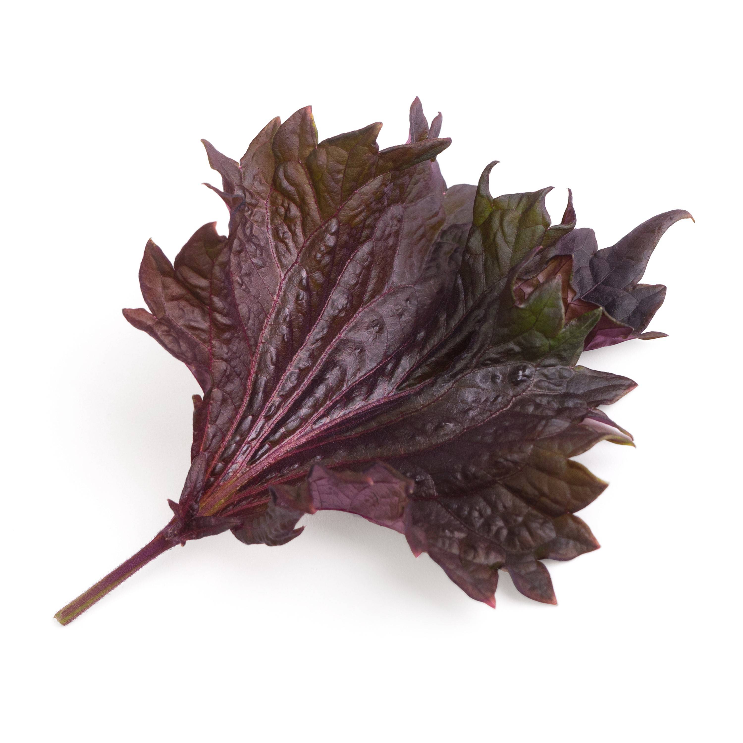 Veritable - Lingot Shiso pourpre BIO - Recharge prête à l'emploi - Véritable - Image 2