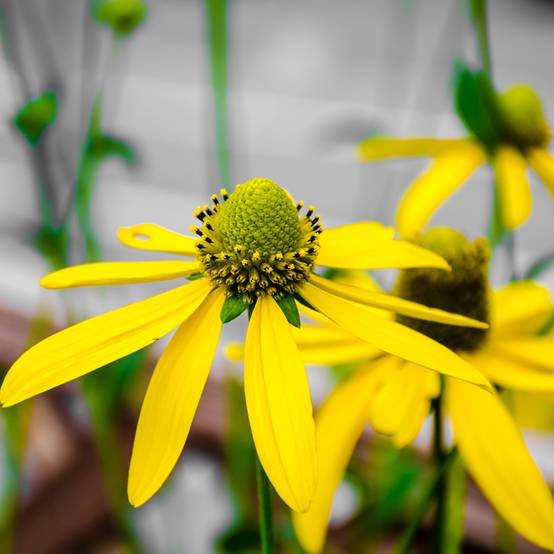 Rudbeckia nitida Herbstsonne - Soleil vivace d'automne Godet de 8/9 cm