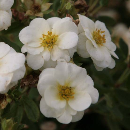 Potentilla fruticosa Creme brulée- Potentille arbustive Godet de 8/9 cm