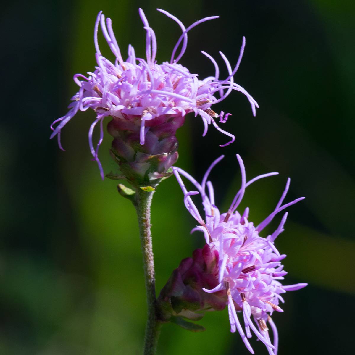 Liatris ligulistylis, Plume du Kansas Godet de 8/9 cm