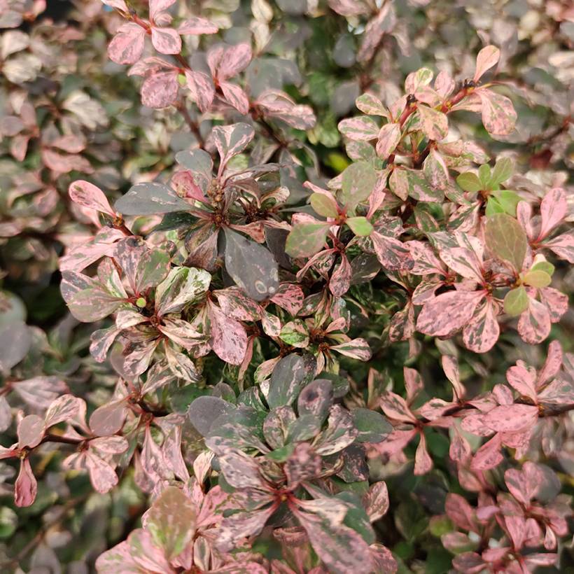 Berberis thunbergii Inspiration - Épine-vinette Pot de 2L/3L - Image 1