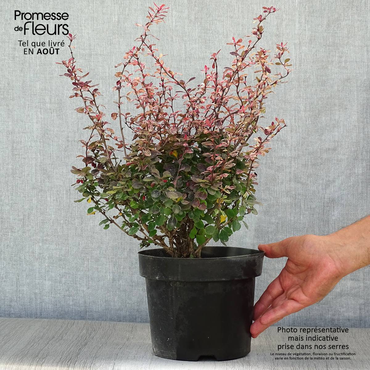 Berberis thunbergii Inspiration - Épine-vinette Pot de 2L/3L - Image 2