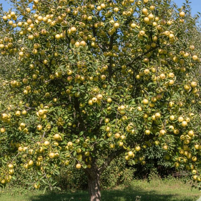 Pommier Gros Locard - Bon rendement - Pot de 15L - 1/2 tige - 150/175 cm - De 3,00 m à 5,00 m - Image 4